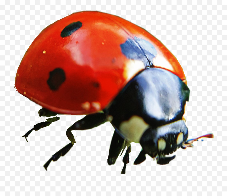 Ladybug Ladybird Freetoedit Emoji,Ladybug Emoji