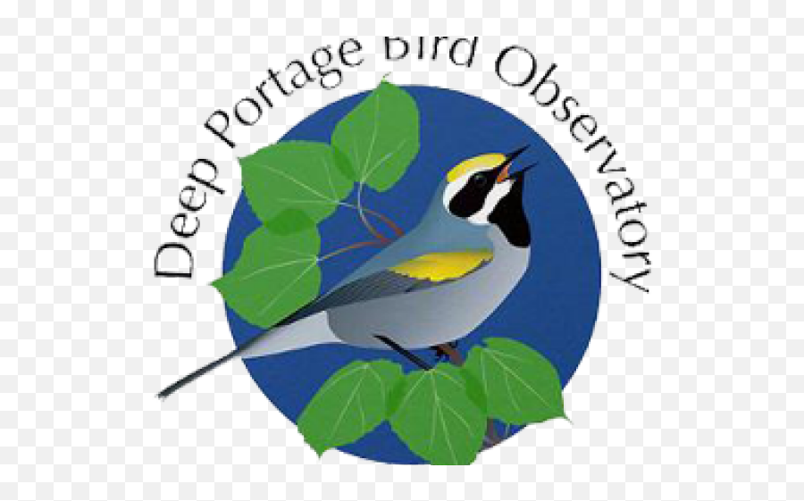 Prairie Falcon Clipart Graduation - Png Download Full Size Bird Observatory Emoji,Finch Emoji