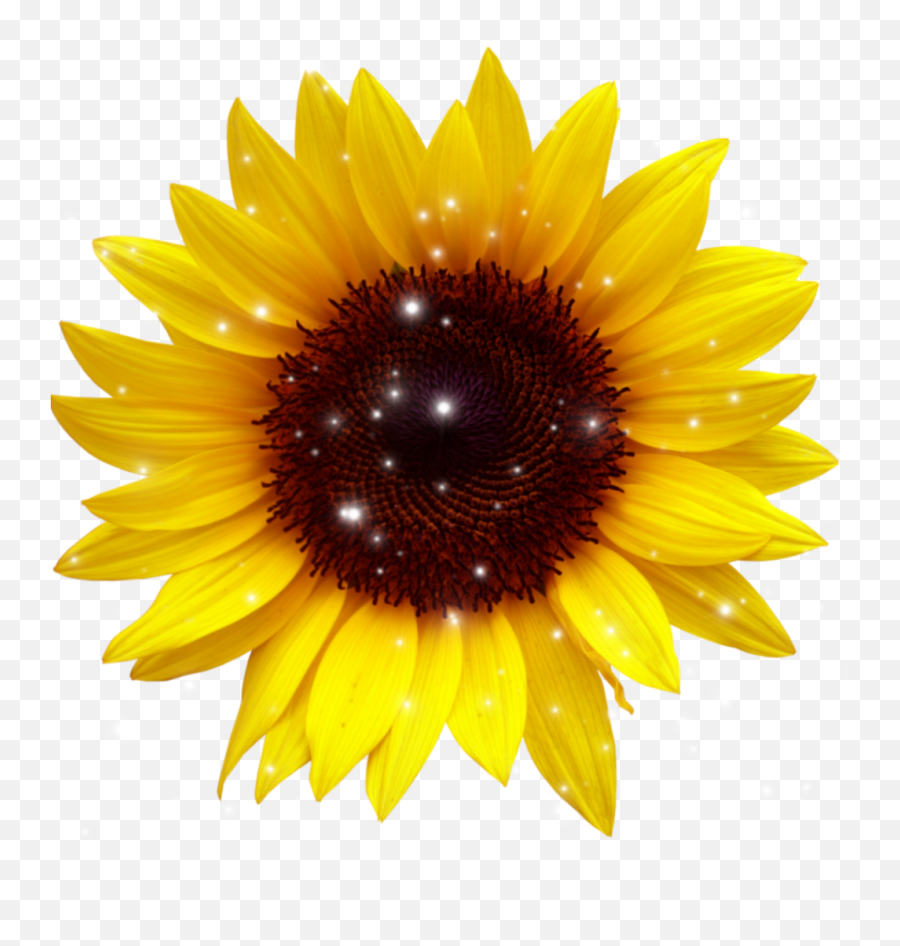 Sunflower - Sunflower Transparent Background Emoji,Sunflower Emoji