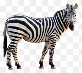 Largest Collection Of Free - Toedit Zebra Stickers 4 Pics 1 Word Level 3812 Emoji,Zebra Emoji