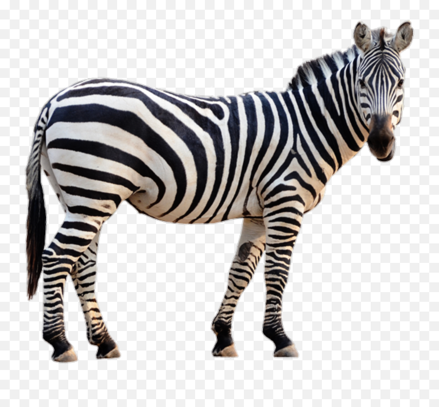 Largest Collection Of Free - Toedit Zebra Stickers 4 Pics 1 Word Level 3812 Emoji,Zebra Emoji