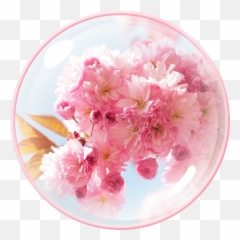 Theme For Cm Launcher 1 - Cherry Blossom Emoji,Sakura Blossom Emoji