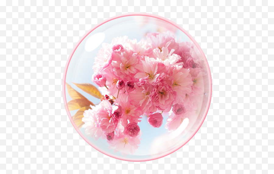 Theme For Cm Launcher 1 - Cherry Blossom Emoji,Sakura Blossom Emoji