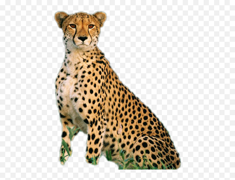 Cheetah - Çita Ve Yavrular Emoji,Cheetah Emoji