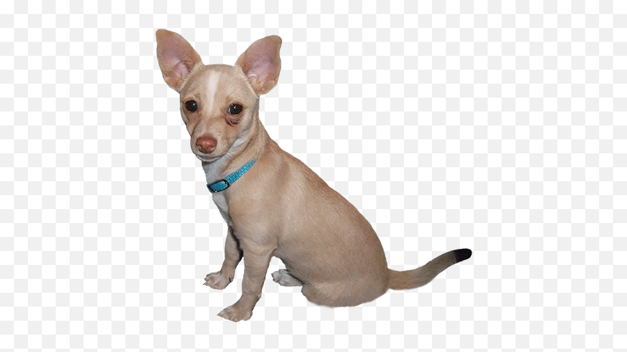 Free Chihuahua Png Download Free Clip Art Free Clip Art - Clip Art Dog Small Emoji,Chihuahua Emoji