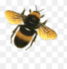 Download Bee Png 9 Hq Image - Bumble Transparent Background Emoji