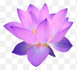 Flowers Purple - Purple Flower Transparent Background Emoji,Emoji Flowers