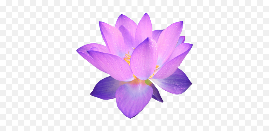 Flowers Purple - Purple Flower Transparent Background Emoji,Emoji Flowers