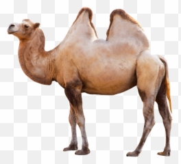 Camel Twohumps Freetoedit - Long Can Camels Go Without Water Emoji,Camel Emoji