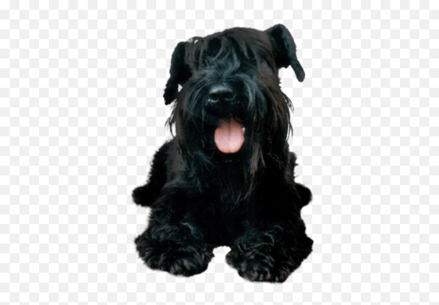 Dog Png And Vectors For Free Download - Portable Network Graphics Emoji,Schnauzer Emoji