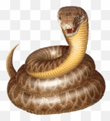 Real Snake Clipart - Snake Clip Art Emoji,Emoji Snake Real