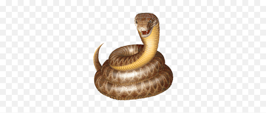Real Snake Clipart - Snake Clip Art Emoji,Emoji Snake Real