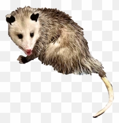 Opossum Possum Animal Creature Critter Rodent Yuck Free - Possum Transparent Emoji,Possum Emoji