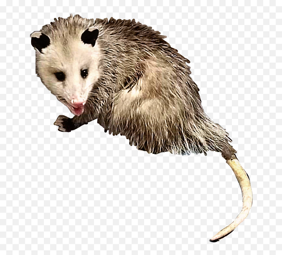 Opossum Possum Animal Creature Critter Rodent Yuck Free - Possum Transparent Emoji,Possum Emoji