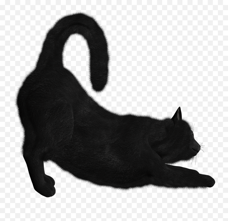 Cats Png Free Images Download - Black Cat Png Emoji,Cat And Zzz Emoji