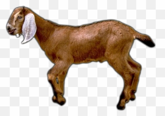Goat Png Image - Transparent Background Goat Hd Png Emoji,Goat Emoji Png