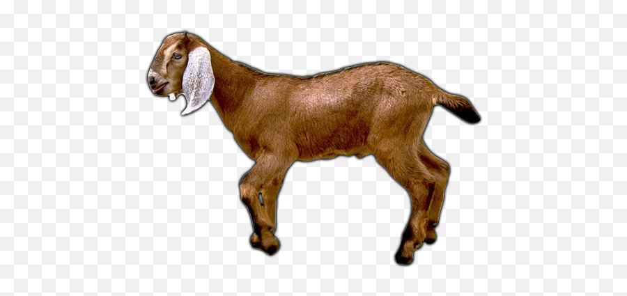 Goat Png Image - Transparent Background Goat Hd Png Emoji,Goat Emoji Png