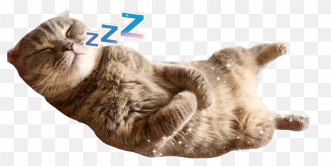 Sleepy Kitty Aww - Domestic Cat Emoji,Cat And Zzz Emoji