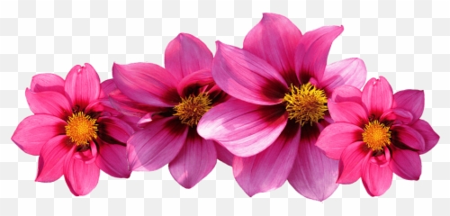 Library Of Floer Picture Png Files Clipart Art 2019 - Hot Pink Flowers Png Emoji,Emoji Flowers