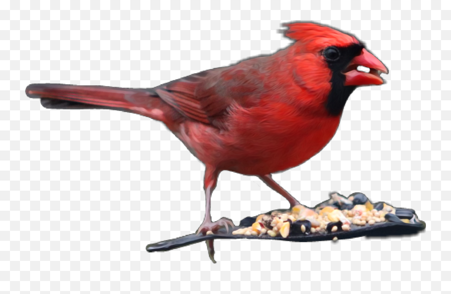 Cardinal Red Bird Aviary Seeds - Northern Cardinal Emoji,Cardinal Emoji