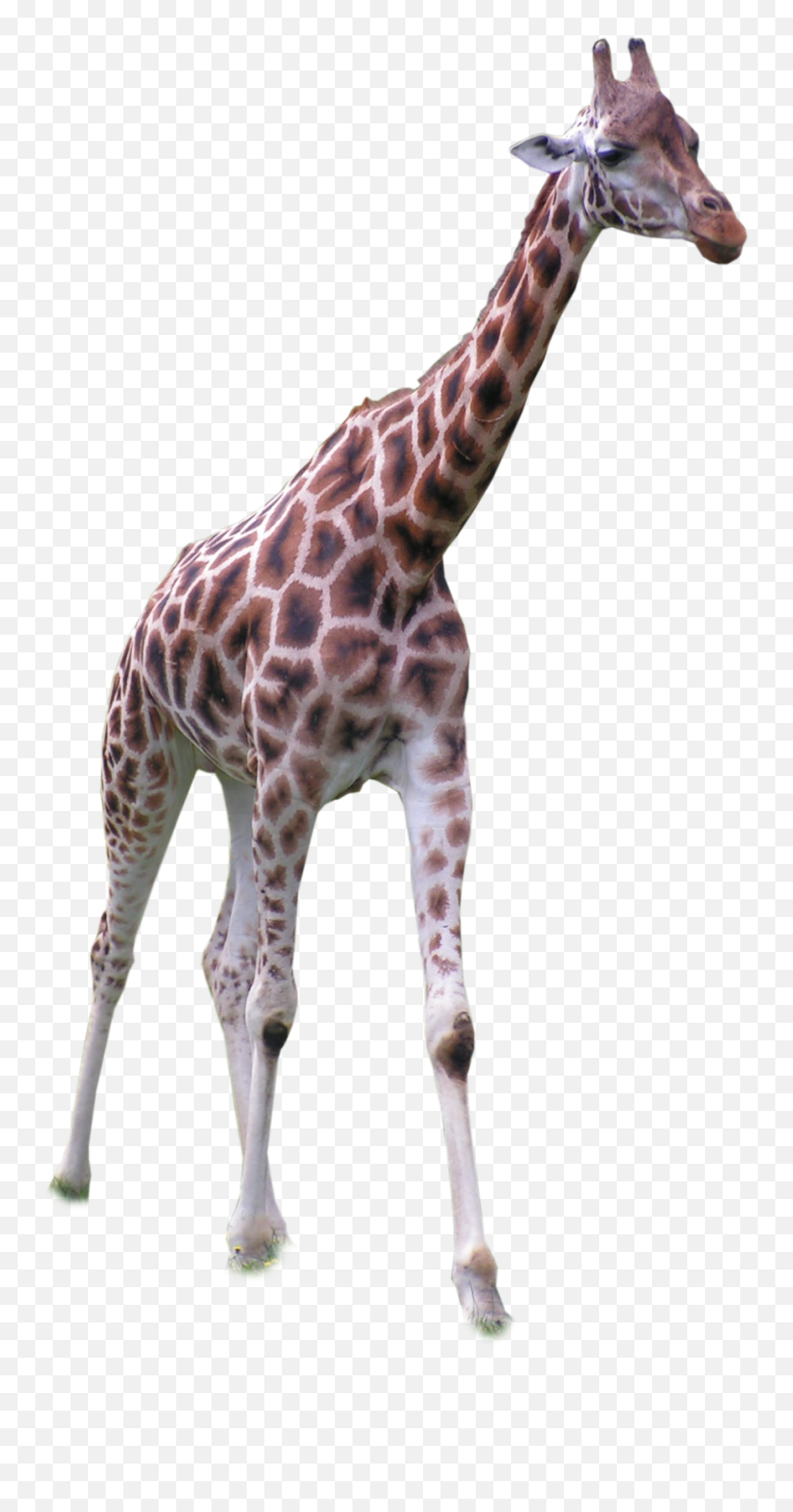 Free Transparent Giraffe Download Free Clip Art Free Clip - Animals Of Africa Png Emoji,Giraffe Emoji