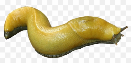 Banana Slug Png U0026 Free Banana Slugpng Transparent Images - Transparent Slug Png Emoji,Slug Emoji