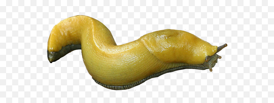 Banana Slug Png U0026 Free Banana Slugpng Transparent Images - Transparent Slug Png Emoji,Slug Emoji