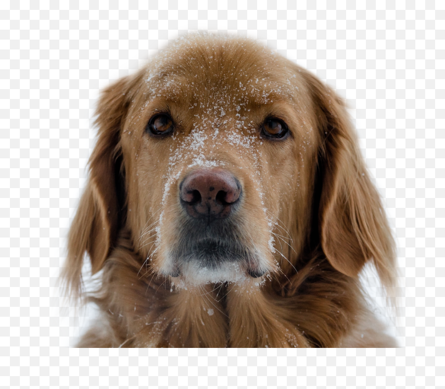 Hi Bark Puppy Dog Snow Snowy Sticker Emoji,Barking Dog Emoji