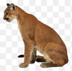 Pin - Puma Concolor Cabrerae Emoji,Cougar Emoji