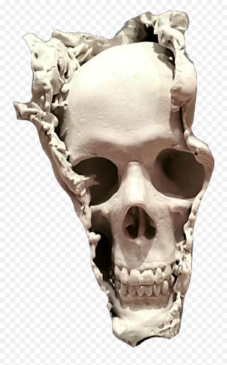 Skull Skullface Skullhead Bones - Aesthetic Statue Skull Emoji,Death Skull Emoji