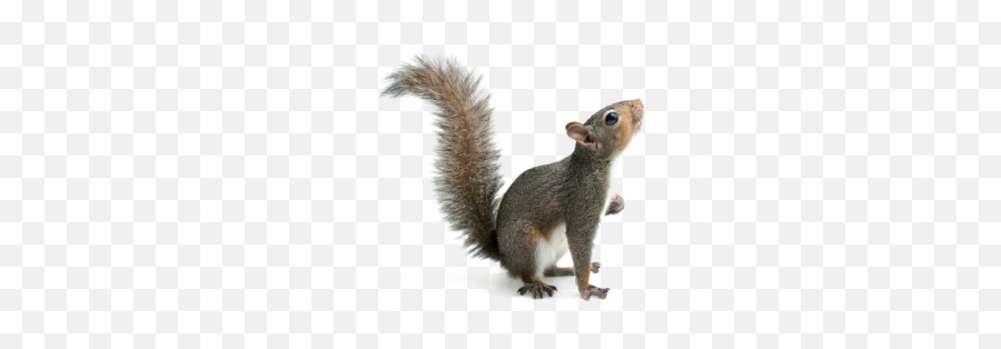 Squirrel Png And Vectors For Free Download - Dlpngcom Eastern Gray Squirrel Png Emoji,Squirrel Emoji