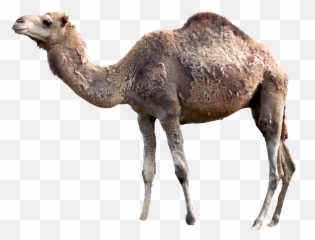 Picture - Transparent Camel Png Emoji,Camel Emoji