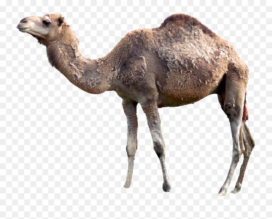 Picture - Transparent Camel Png Emoji,Camel Emoji