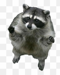 Racoon - Mapache Sticker Emoji,Racoon Emoji