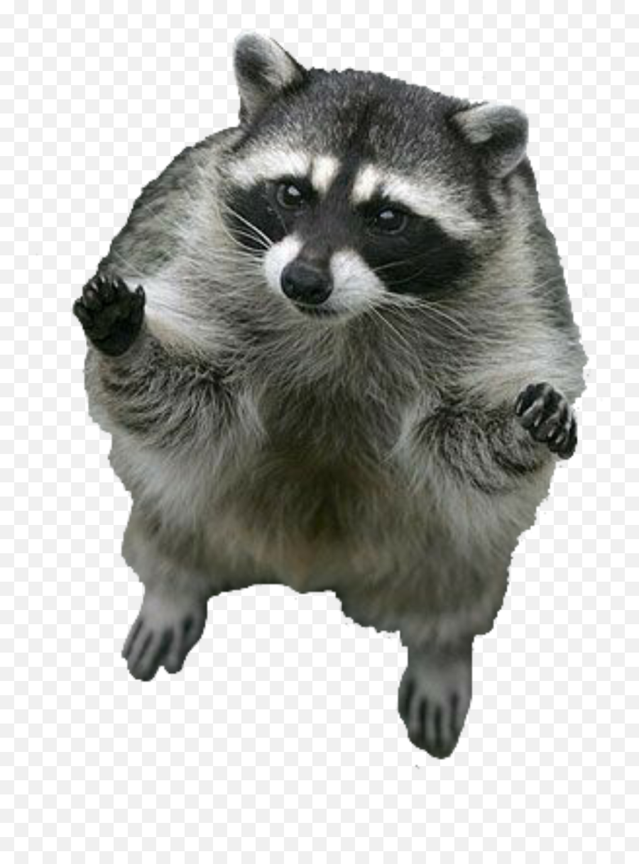 Racoon - Mapache Sticker Emoji,Racoon Emoji