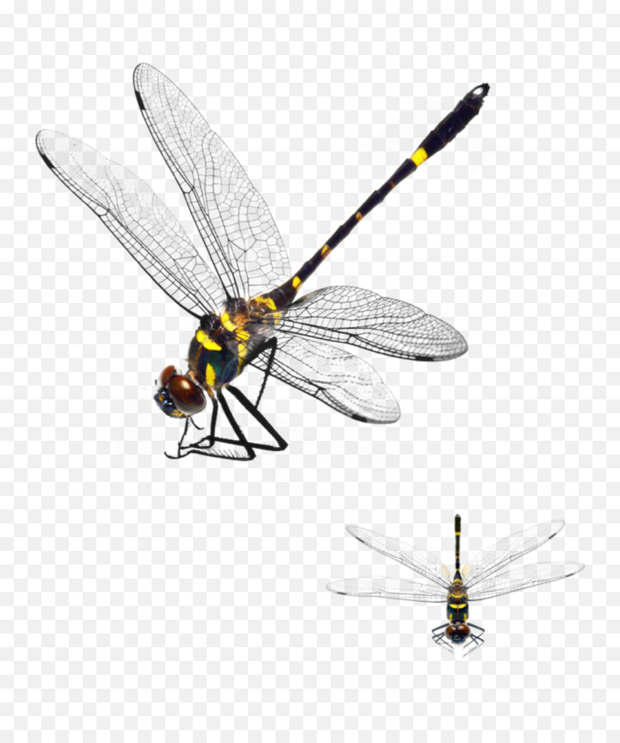 Dragonflies Dragonfly Sticker - Black And Yellow Damselfly Emoji,Dragonfly Emoji