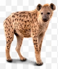 Download Free Png Hyena Png Picture Web Icons Png - Dlpngcom Hyena Png Emoji,Hyena Emoji