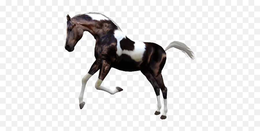 Jumpy Horse Stickers By Internet Reshenia Llc - Mustang Emoji,Rodeo Emojis