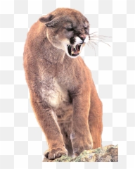 Bigcat Puma Concolor Cougar - Mountain Lion Snarl Emoji,Cougar Emoji