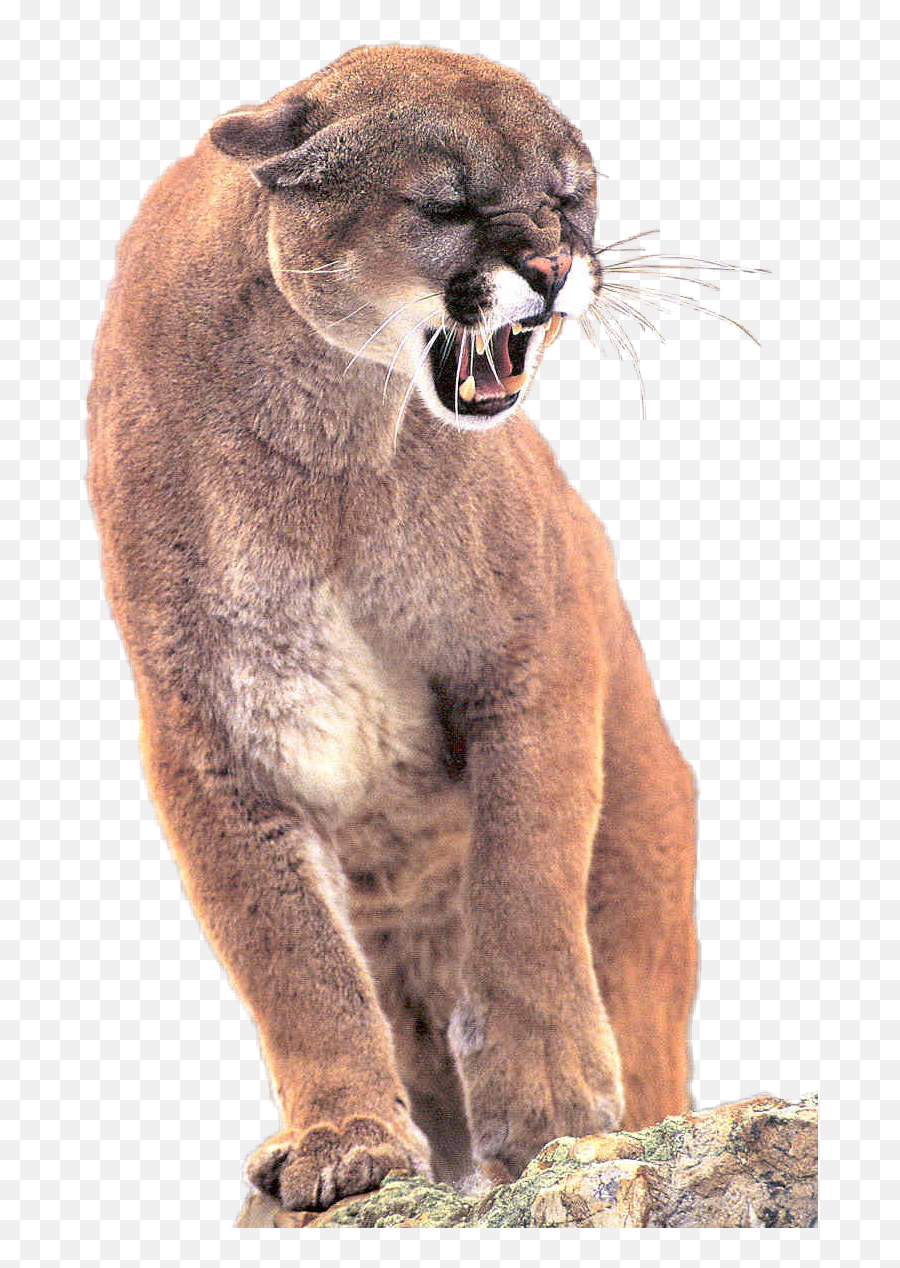 Bigcat Puma Concolor Cougar - Mountain Lion Snarl Emoji,Cougar Emoji