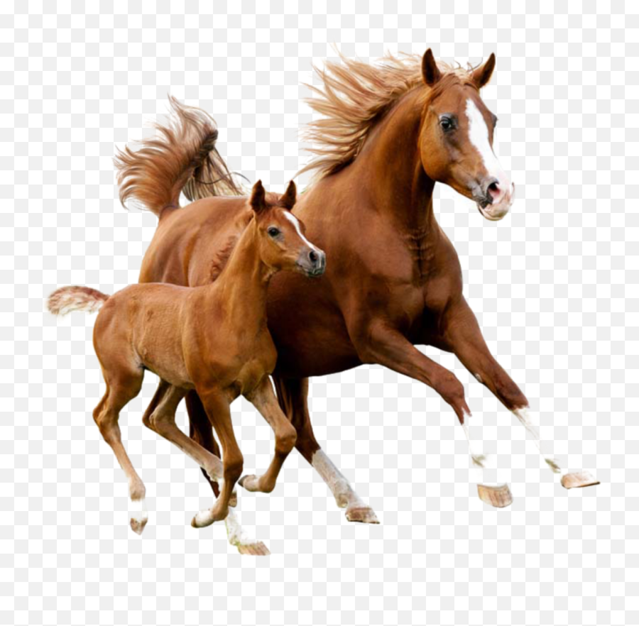 Horse S - Foals With Mom Horse Emoji,Horse Emoji App