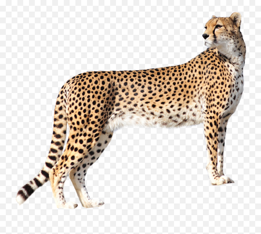 Transparent Cheetah Clipart - Cheetah Png Emoji,Cheetah Emoji