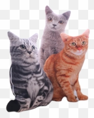 Scottish Fold Kitty Cat Face Plush Pillow u2014 sumoearth - Realistic Emoji