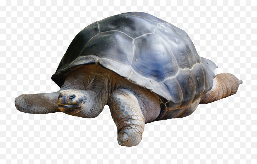 Tortoise Png Image - Totoirse Png Emoji,Sea Turtle Emoji