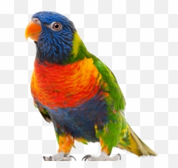 18 Images Mountain Emoji - nzdavid Parrot Png