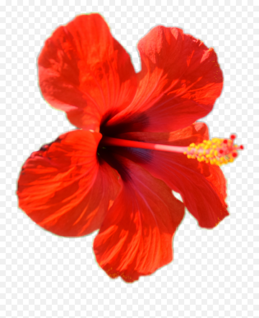 Hibiscus Blume Flower Natur Sticker - Hawaiian Hibiscus Emoji,Hawaiian Emoji App