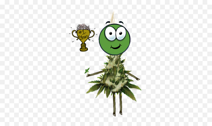 What Cannabis Strain Is Best For New Growers - Growroom420 Happy Emoji,Ewe Emoticon