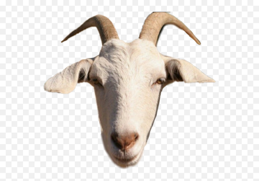 Goat - Head Of The Goat Emoji,Goat Emoji Png
