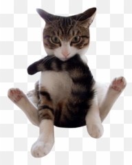 Funny Emoji Transparent Png Clipart - Cat Image