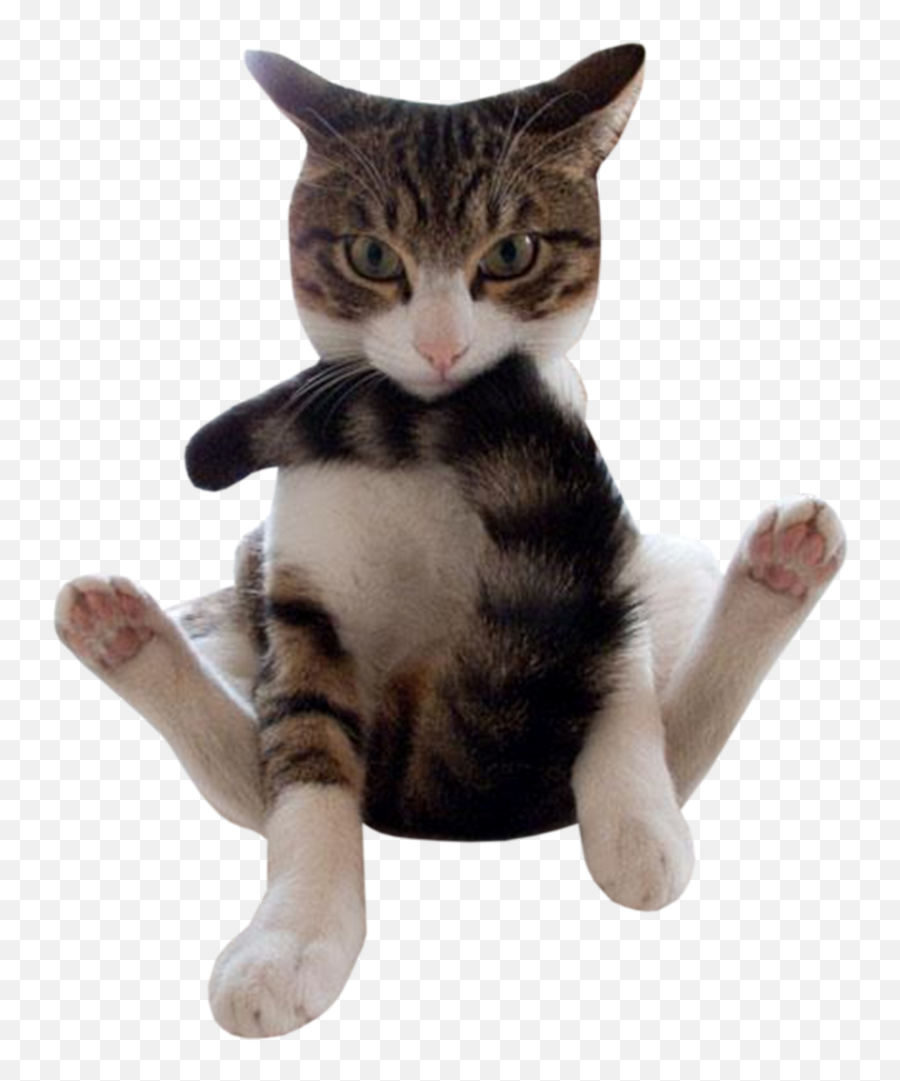 Funny Emoji Transparent Png Clipart - Funny Cat Image Transparent,Grumpy Cat Emoticon